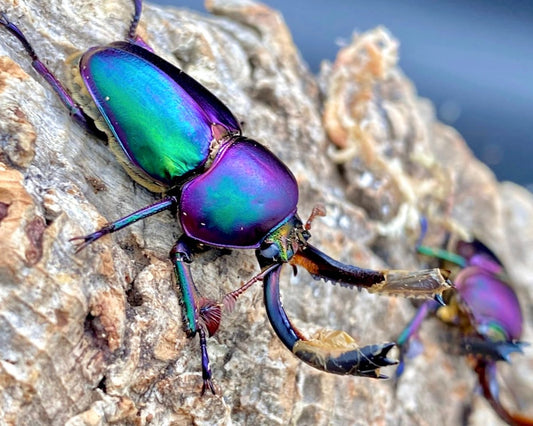 ADULTS - "Ghost Eye, Aurora" Jewel Stag Beetle, (Lamprima adolphinae) - Richard’s Inverts