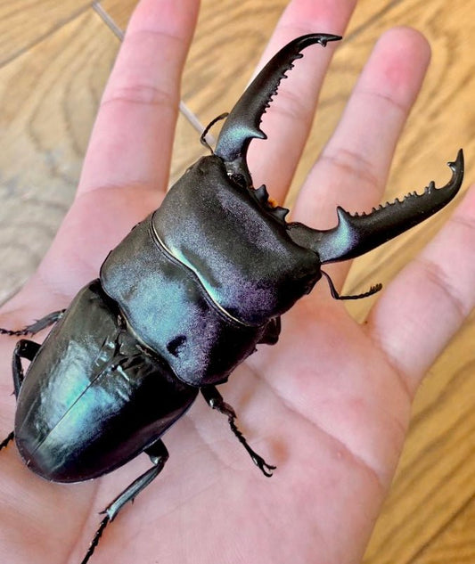 ADULTS - Giant Palawan Stag Beetle, (Dorcus titanus palawanicus) - Richard’s Inverts