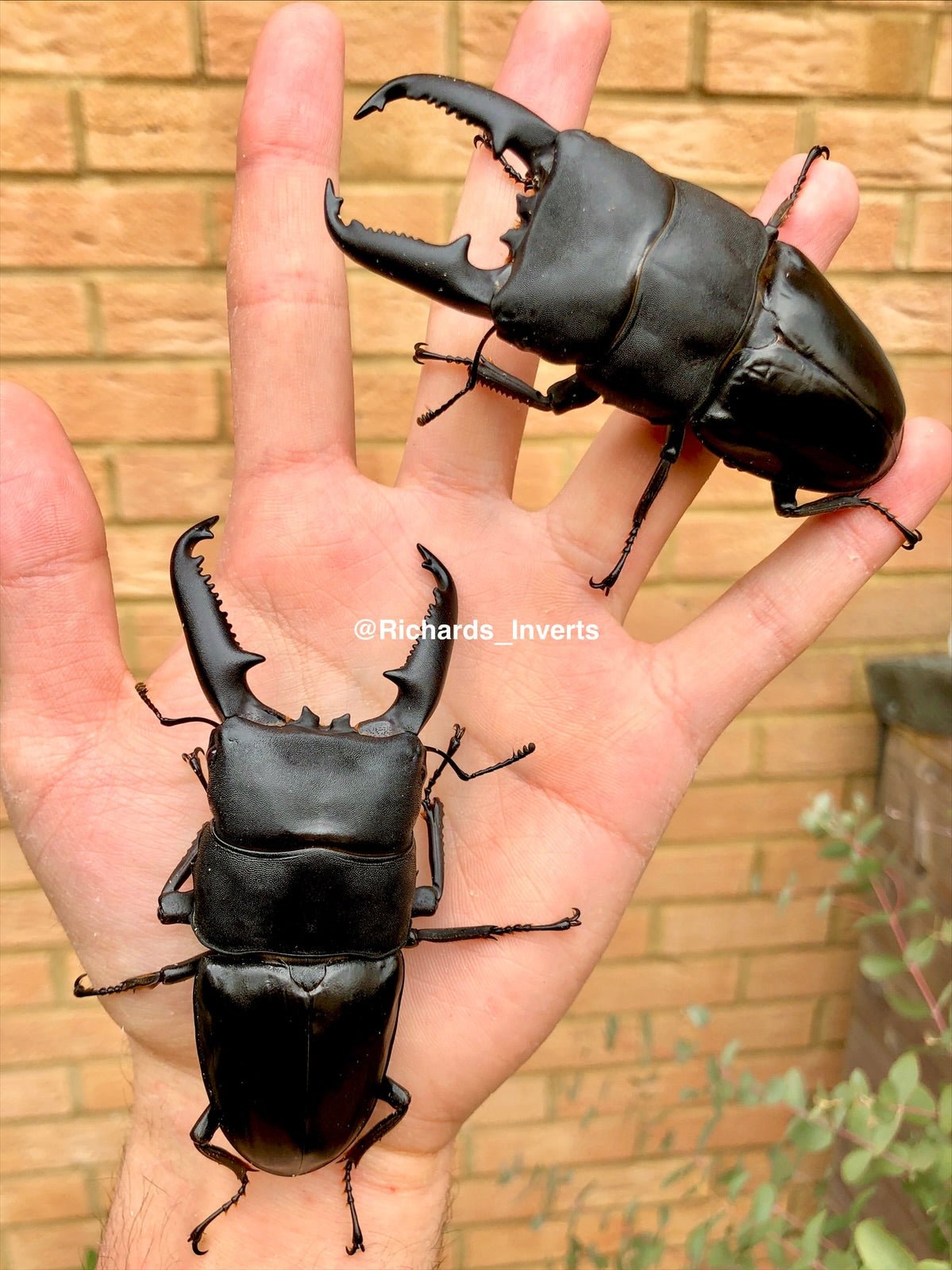 ADULTS - Giant Palawan Stag Beetle, (Dorcus titanus palawanicus) - Richard’s Inverts