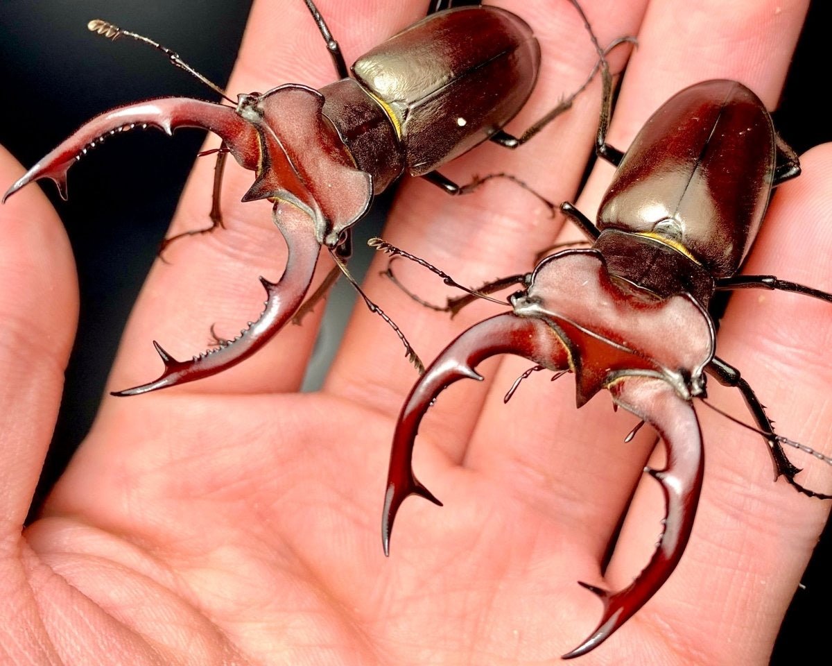 ADULTS - Giant Stag Beetle, (Lucanus elaphus) - Richard’s Inverts