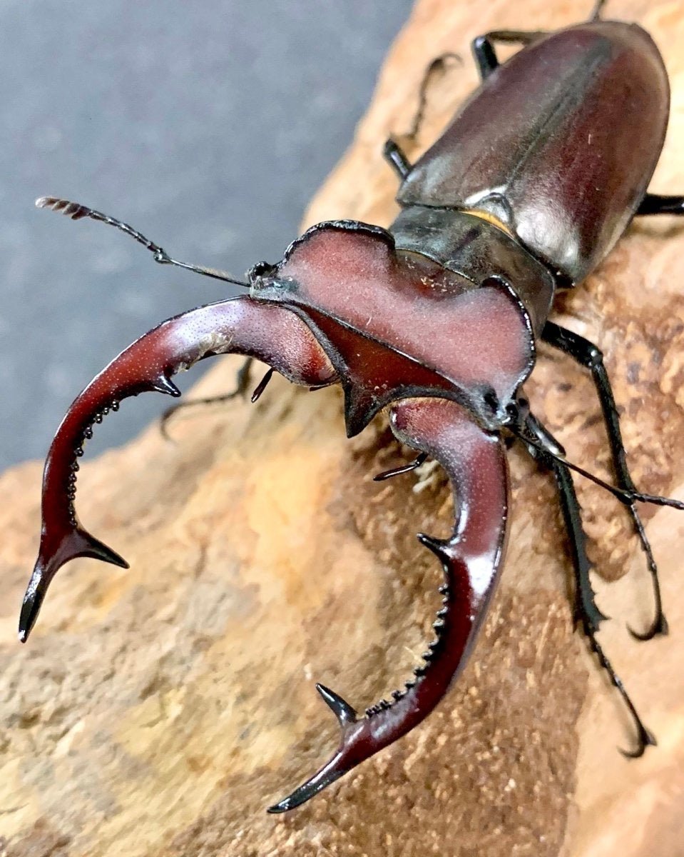 ADULTS - Giant Stag Beetle, (Lucanus elaphus) - Richard’s Inverts