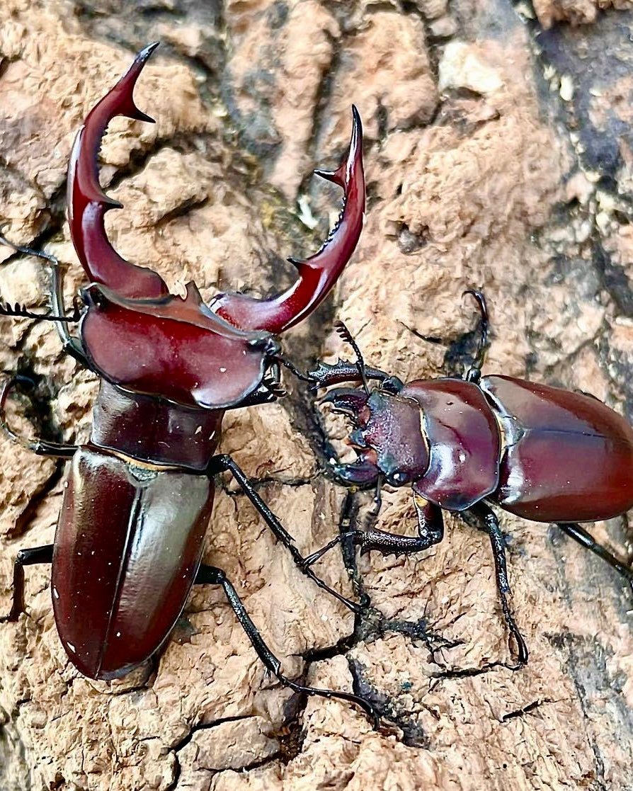 ADULTS - Giant Stag Beetle, (Lucanus elaphus) - Richard’s Inverts