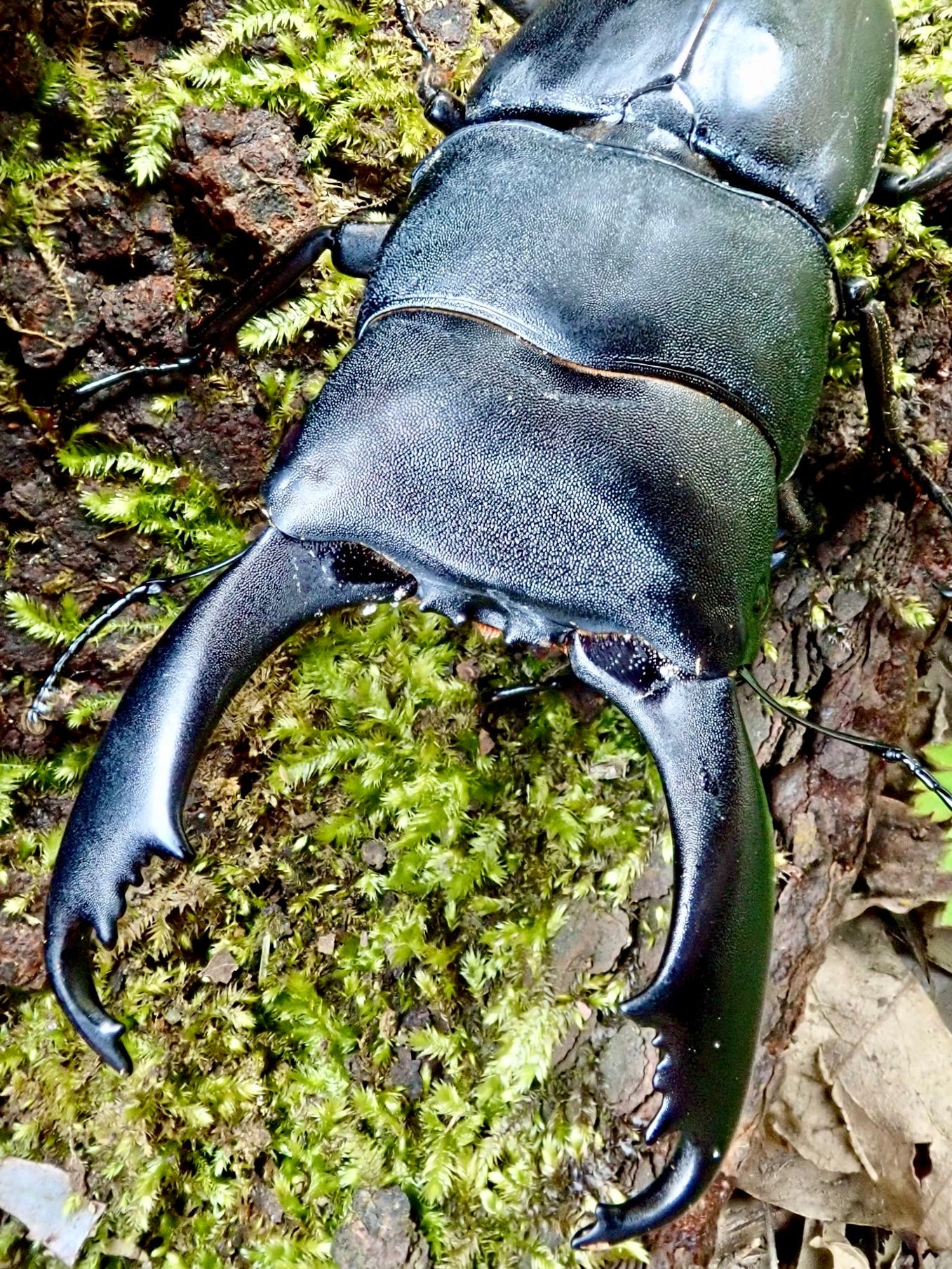 ADULTS - Giant Typhon Stag Beetle, (Dorcus typhon) - Richard’s Inverts