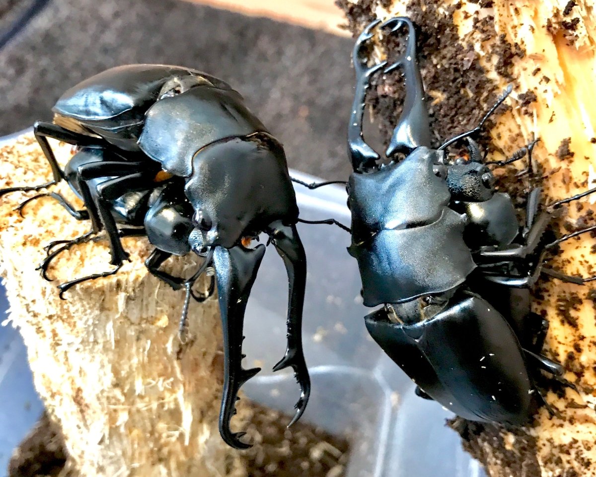 ADULTS - Giraffe Stag Beetle, (Prosopocoilus giraffa) - Richard’s Inverts