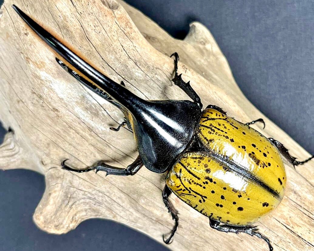 ADULTS - Hercules Rhino Beetle, (Dynastes hercules ecuatorianus) - Richard’s Inverts