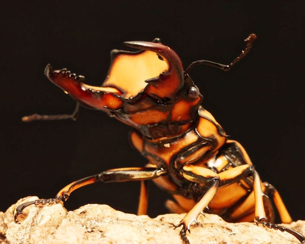 ADULTS - Hooded Stag Beetle, (Homoderus mellyi) - Richard’s Inverts