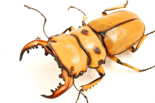 ADULTS - Hooded Stag Beetle, (Homoderus mellyi) - Richard’s Inverts