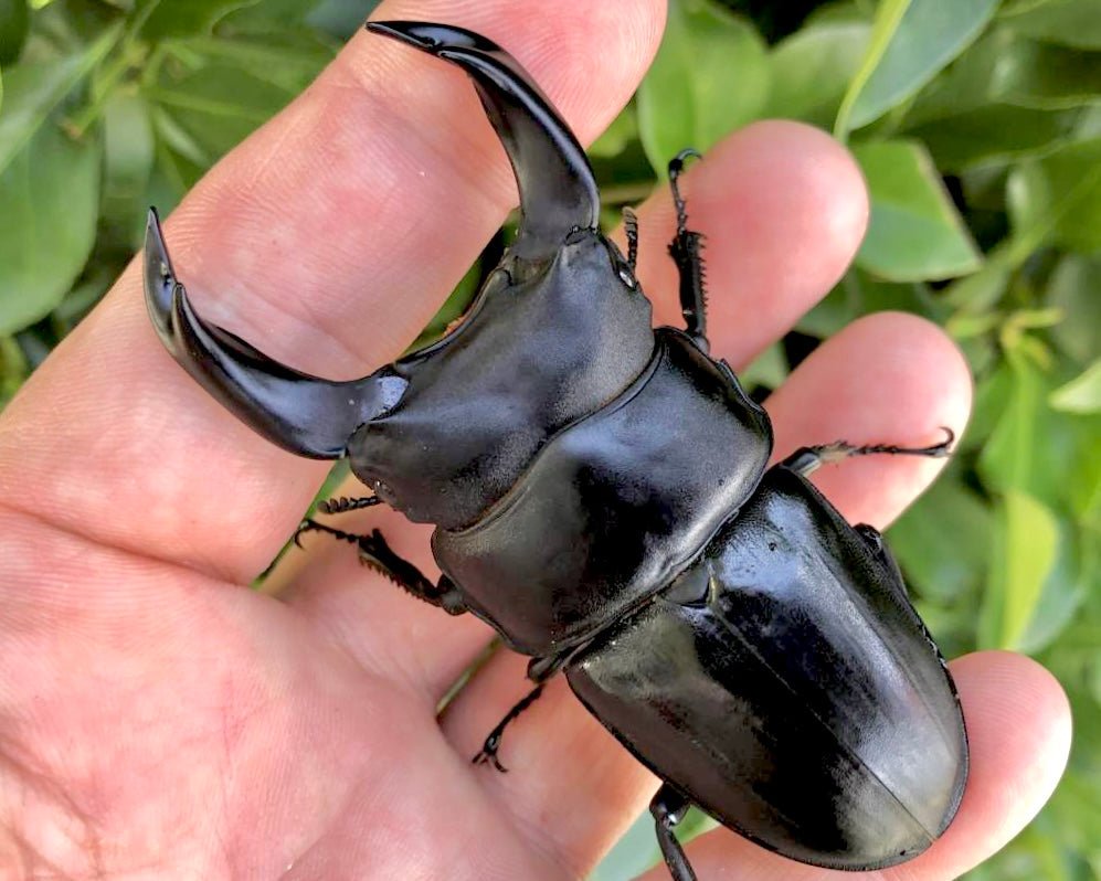 ADULTS - Japanese Stag Beetle "China", (Dorcus hopei hopei) - Richard’s Inverts