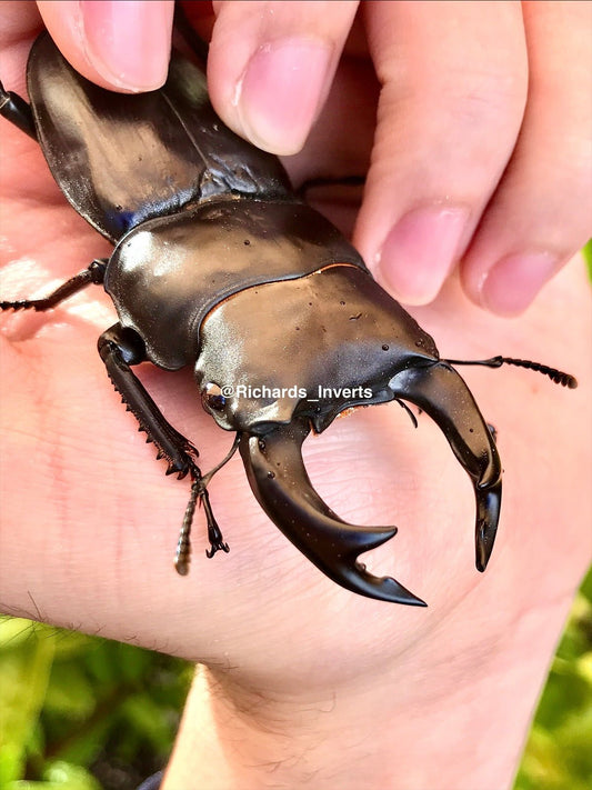 ADULTS - Japanese Stag Beetle, (Dorcus hopei binodulosus) - Richard’s Inverts