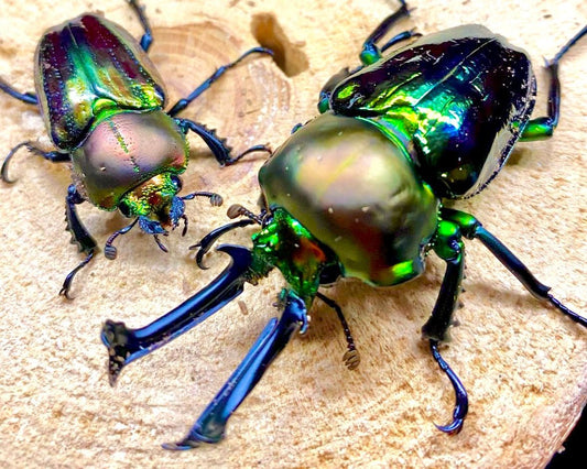 ADULTS - "Lapis" Rainbow Stag Beetle, (Phalacrognathus muelleri) - Richard’s Inverts