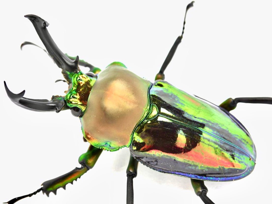 ADULTS - "Lapis" Rainbow Stag Beetle, (Phalacrognathus muelleri) - Richard’s Inverts