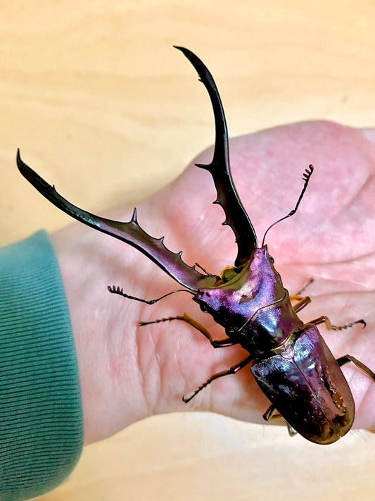 ADULTS - Metallic Stag Beetle "Amethyst", (Cyclommatus metallifer) - Richard’s Inverts