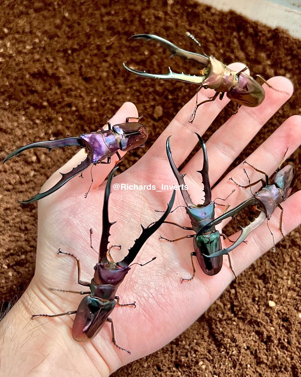 ⨂ ADULTS - Metallic Stag Beetle, (Cyclommatus metallifer) - Richard’s Inverts