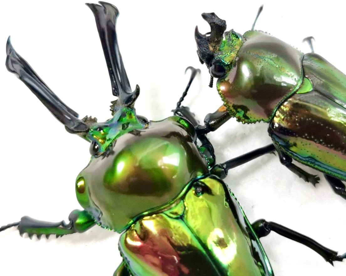 ADULTS - "Mirror Glaze, Emerald" Rainbow Stag Beetle, (Phalacrognathus muelleri) - Richard’s Inverts