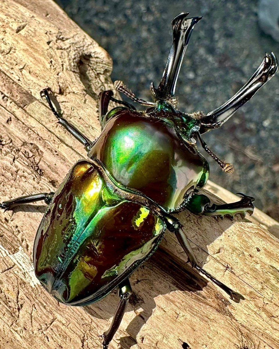 ADULTS - "Mirror Glaze, Emerald" Rainbow Stag Beetle, (Phalacrognathus muelleri) - Richard’s Inverts