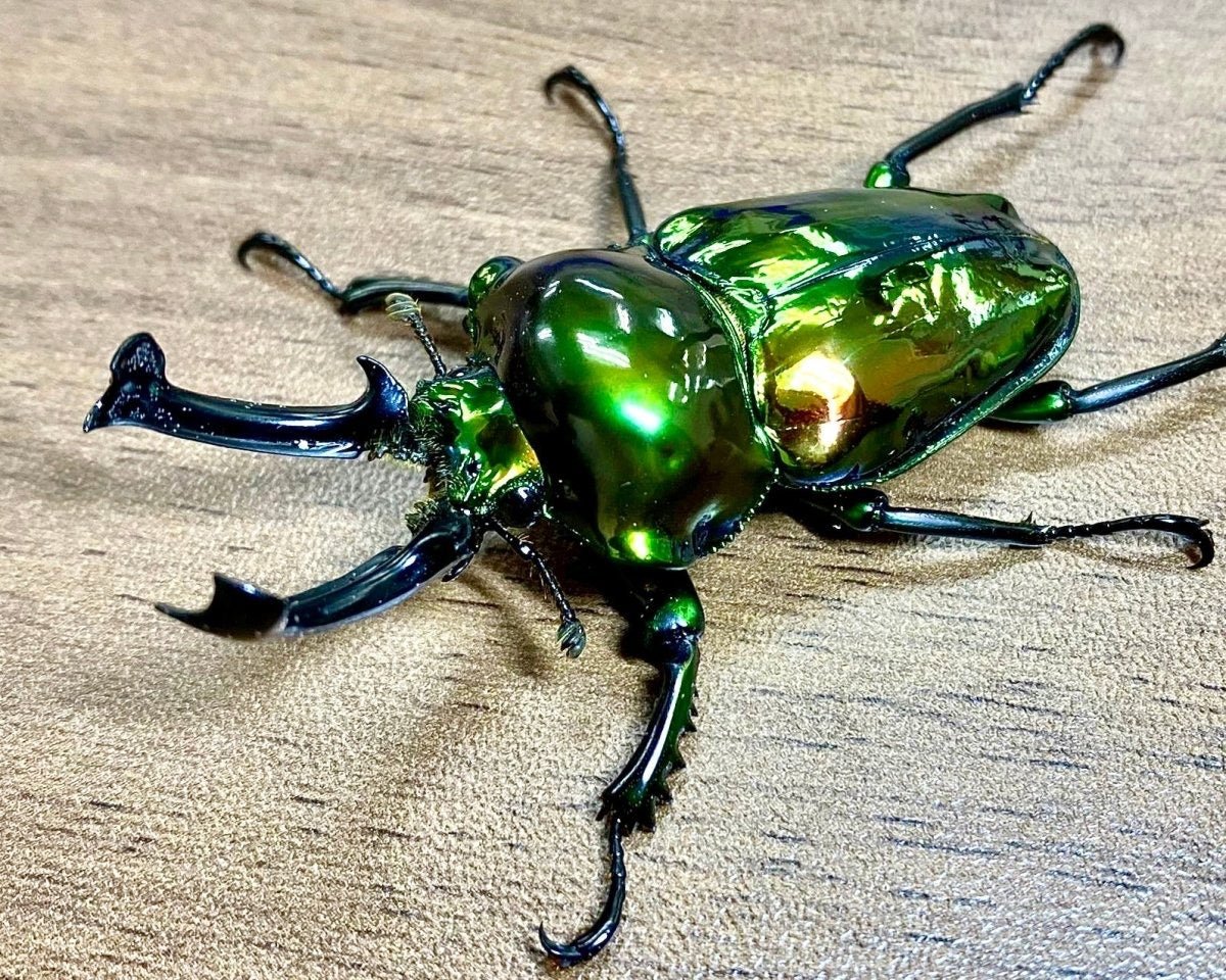 ADULTS - "Mirror Glaze, Emerald" Rainbow Stag Beetle, (Phalacrognathus muelleri) - Richard’s Inverts