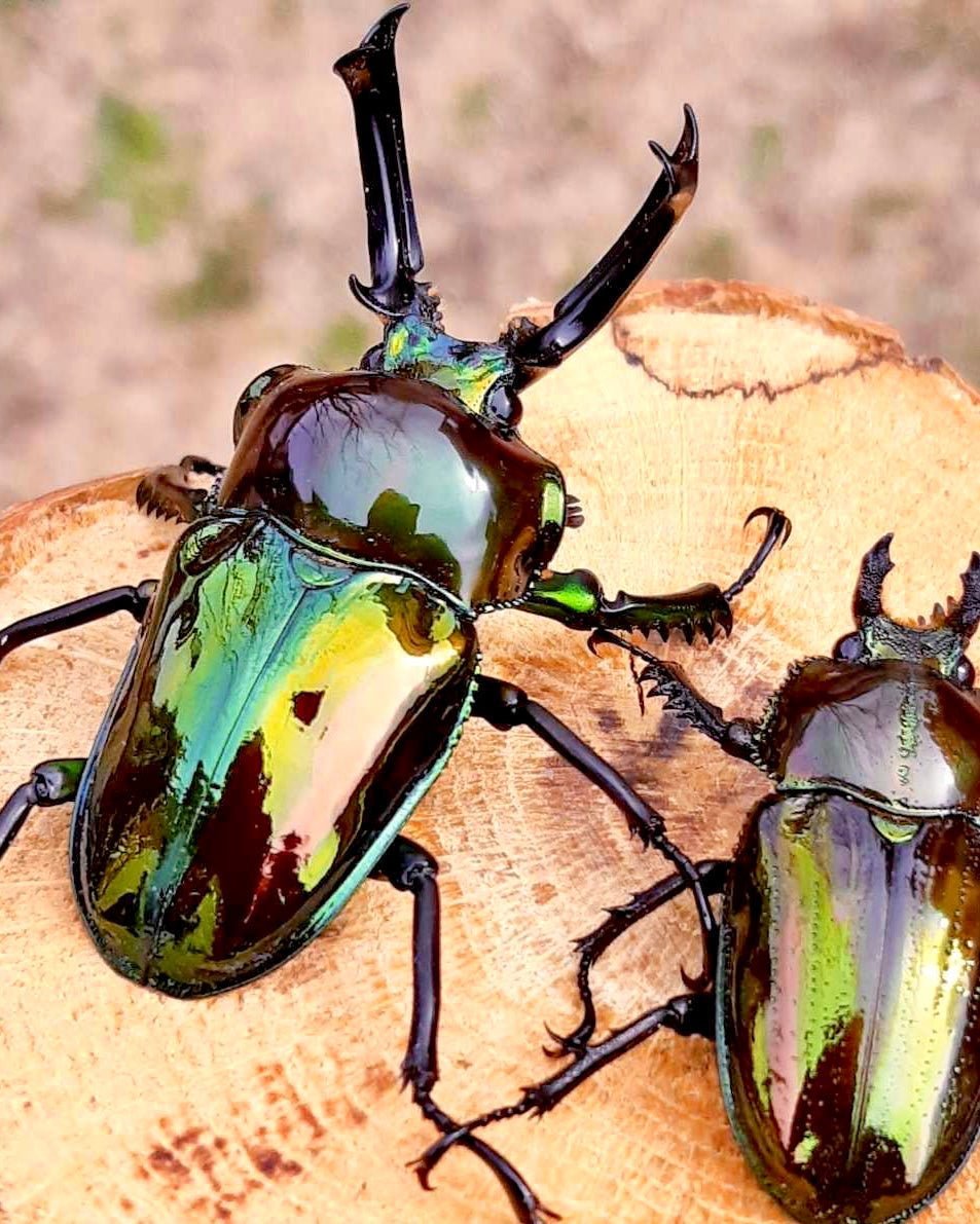 ADULTS - "Mirror Glaze, Emerald" Rainbow Stag Beetle, (Phalacrognathus muelleri) - Richard’s Inverts