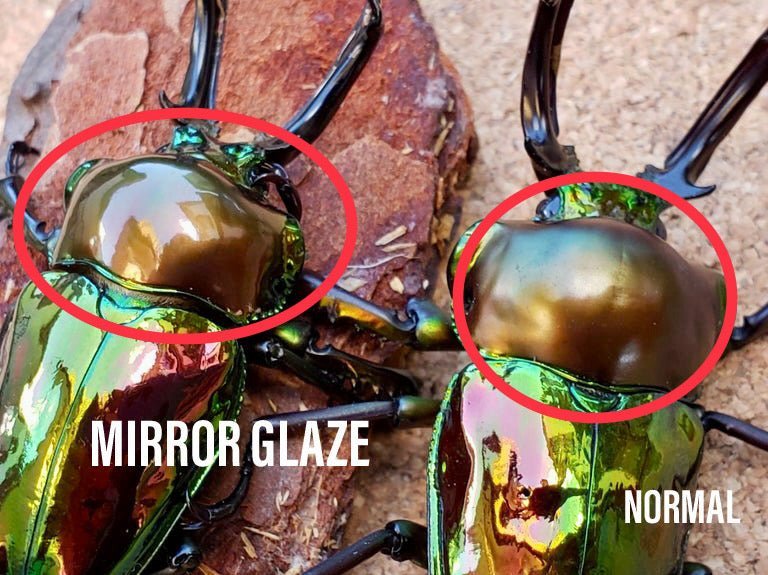 ADULTS - "Mirror Glaze, Emerald" Rainbow Stag Beetle, (Phalacrognathus muelleri) - Richard’s Inverts