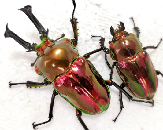 ADULTS - "Mirror Glaze, Ruby" Rainbow Stag Beetle, (Phalacrognathus muelleri) - Richard’s Inverts