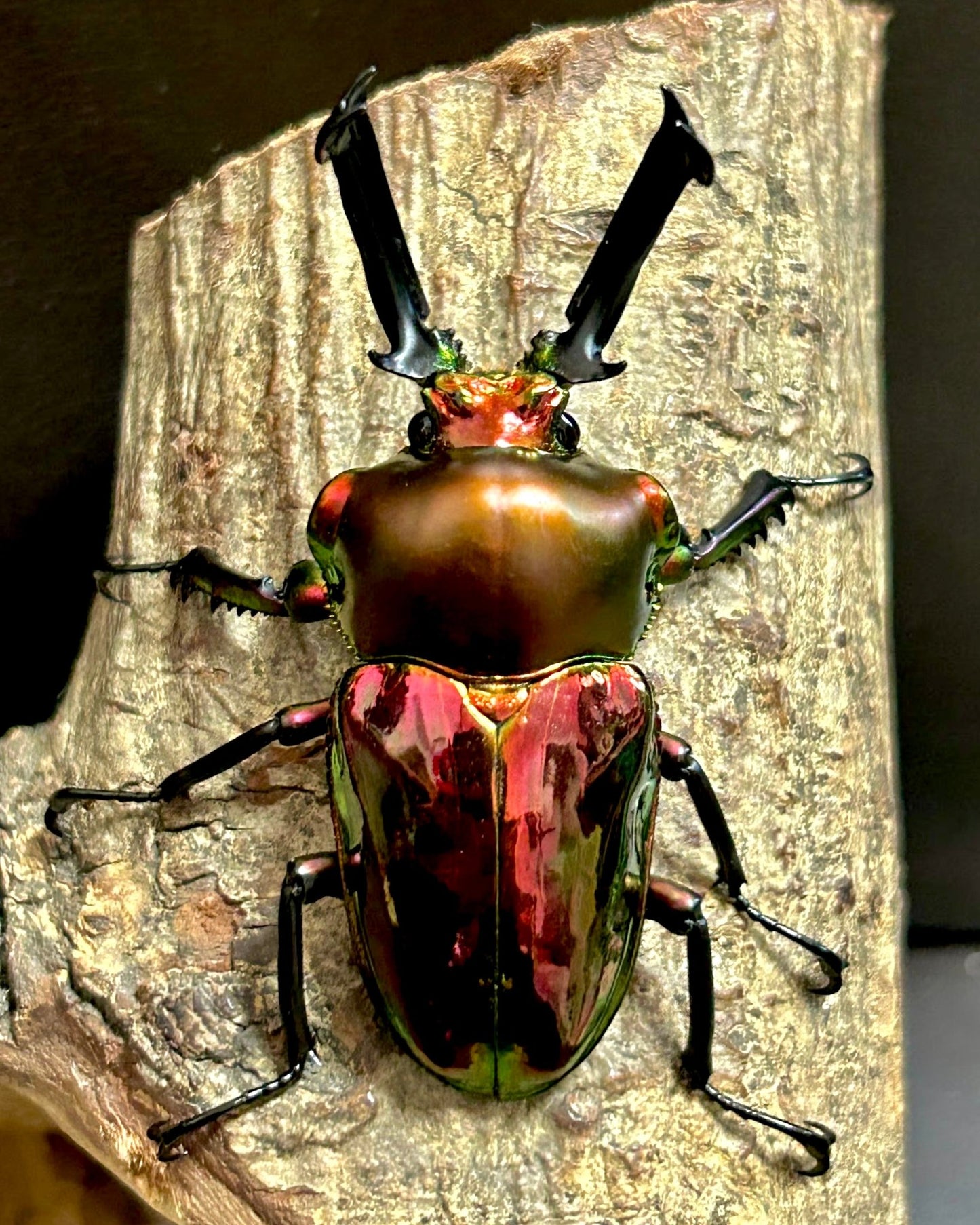 ⨂ ADULTS - Rainbow Stag Beetle "Ruby", (Phalacrognathus muelleri) - Richard’s Inverts