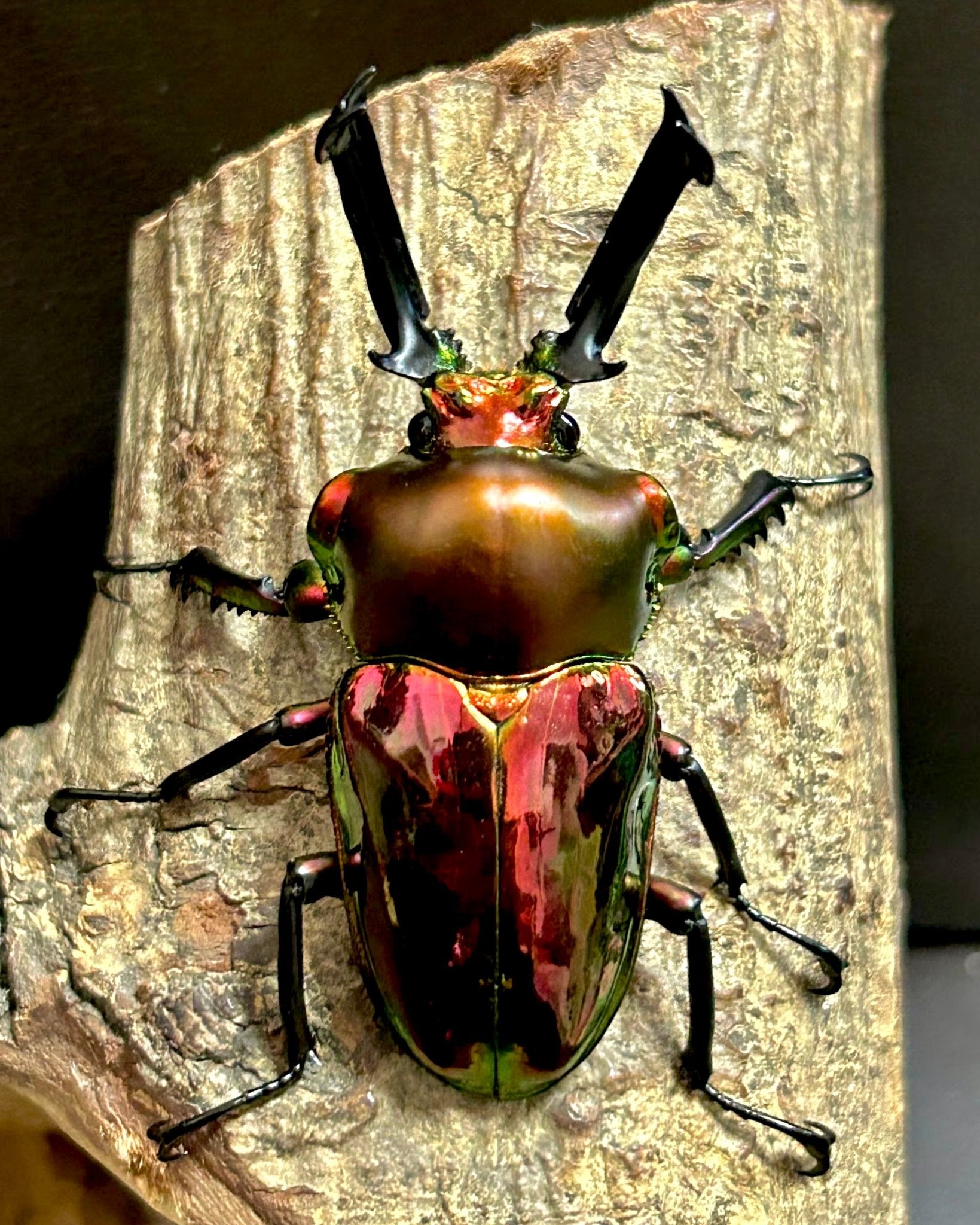 ⨂ ADULTS - Rainbow Stag Beetle "Ruby", (Phalacrognathus muelleri) - Richard’s Inverts