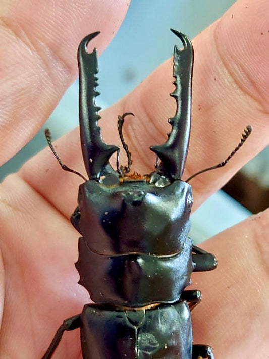 ADULTS - Razor Blade Stag Beetle, (Prosopocoilus gertrudae) - Richard’s Inverts