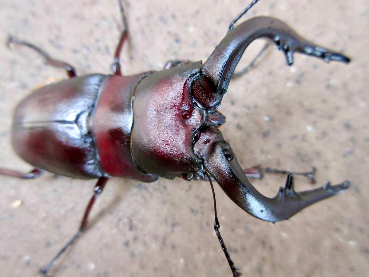 ADULTS - Sawtooth Stag Beetle, (Prosopocoilus inclinatus) - Richard’s Inverts