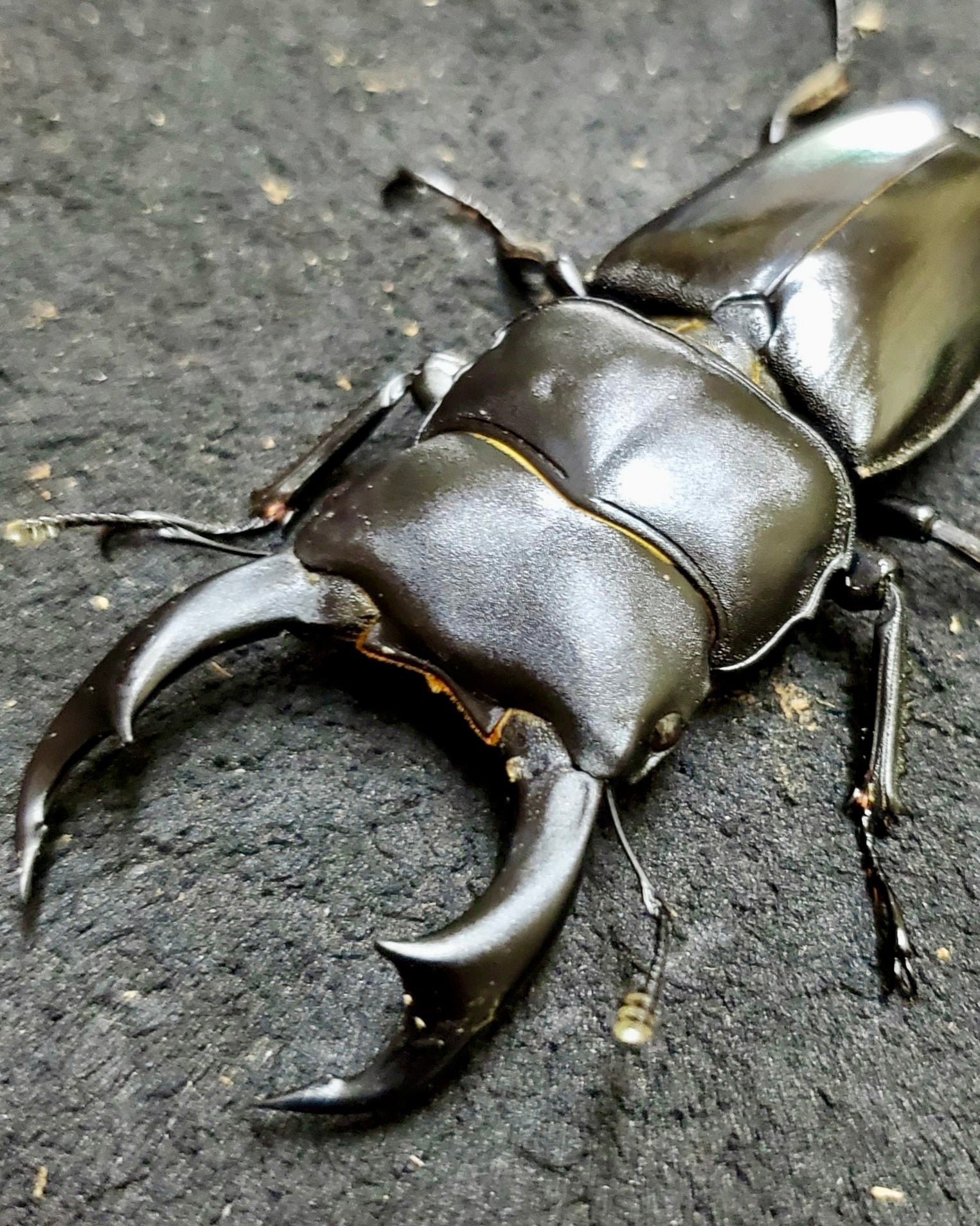 ADULTS - Schenkling's Stag Beetle, (Dorcus schenklingi) - Richard’s Inverts