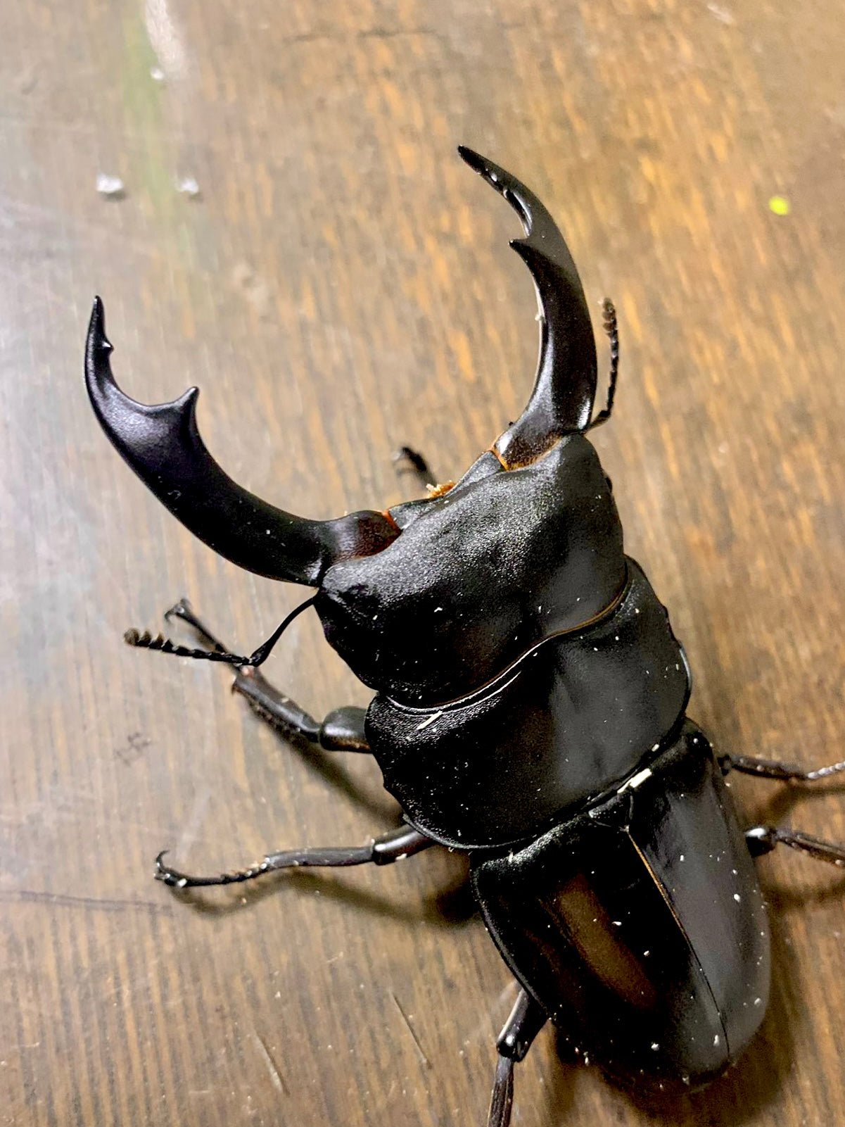 ADULTS - Schenkling's Stag Beetle, (Dorcus schenklingi) - Richard’s Inverts