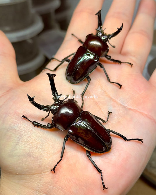 ADULTS - "Wine Red" Rainbow Stag Beetle, (Phalacrognathus muelleri) - Richard’s Inverts