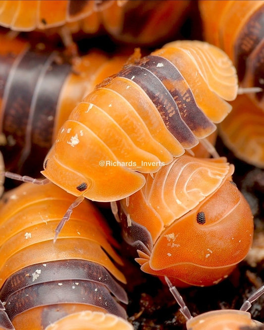 Amber Ducky Isopod, (Cubaris sp. "Amber Ducky") - Richard’s Inverts