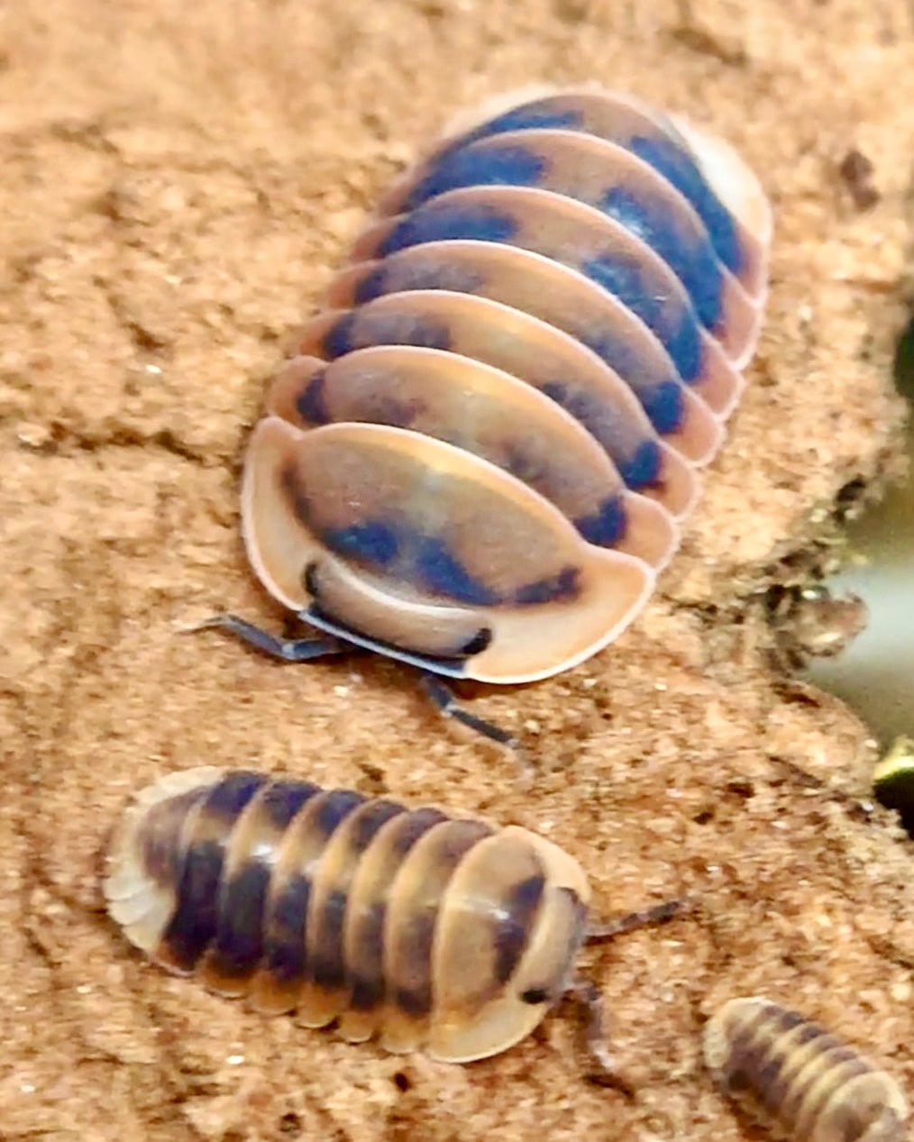 ⨂ Angry Monk Isopod, (Cubaris sp. "Angry Monk") - Richard’s Inverts