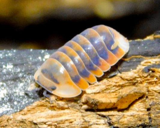 Angry Monk Isopod, (Cubaris sp. "Angry Monk") - Richard’s Inverts