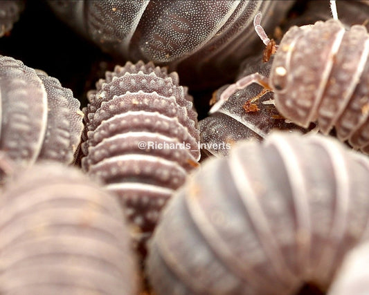 Armadillo Isopod, (Armadillo tuberculatus) - Richard’s Inverts