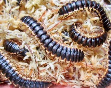 ⨂ Armoured Flatback Millipede, (Coromus diaphorus) - Richard’s Inverts