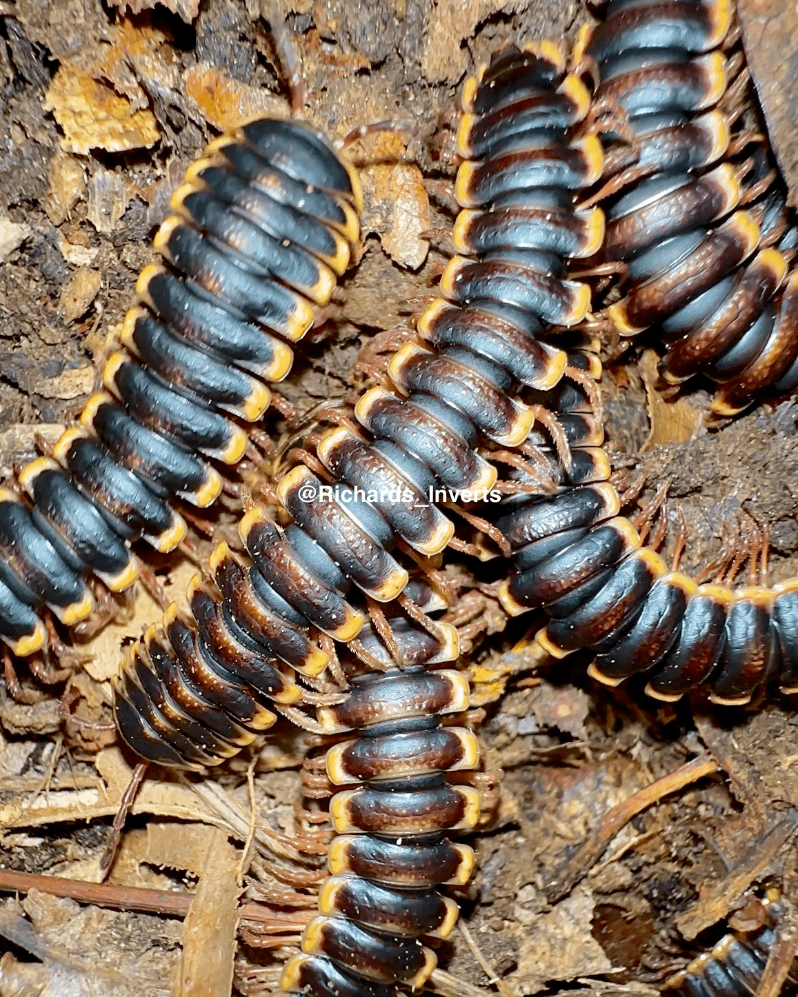 Armoured Flatback Millipede, (Coromus diaphorus) - Richard’s Inverts