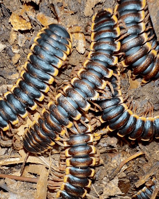 Armoured Flatback Millipede, (Coromus diaphorus) - Richard’s Inverts