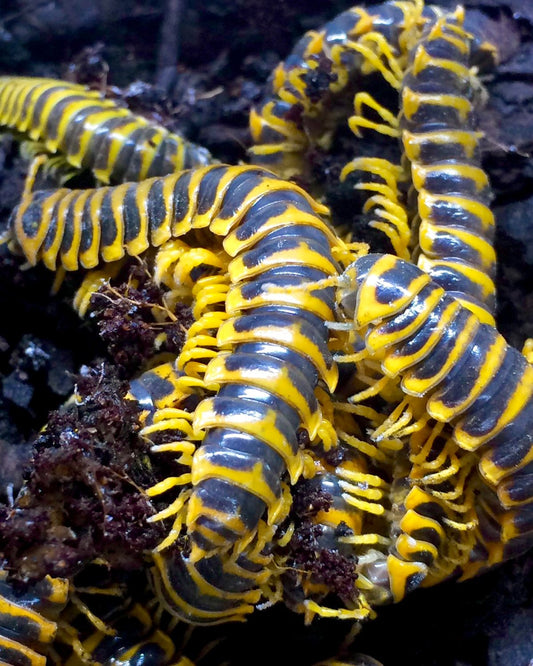 Armoured Hornet Millipede, (Riukiaria semicircularis) - Richard’s Inverts