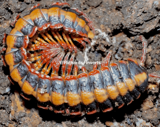 Armoured Striped Millipede "Red", (Coromus vittatus) - Richard’s Inverts