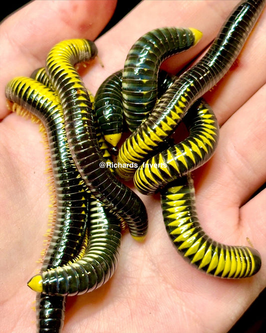 Avatar Millipede, (Salpidobolus sp. 'Avatar') - Richard’s Inverts