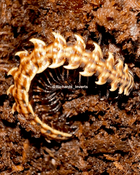 ⨂ Barbed Dragon Millipede, (Orthomorpha horologiformis) - Richard’s Inverts