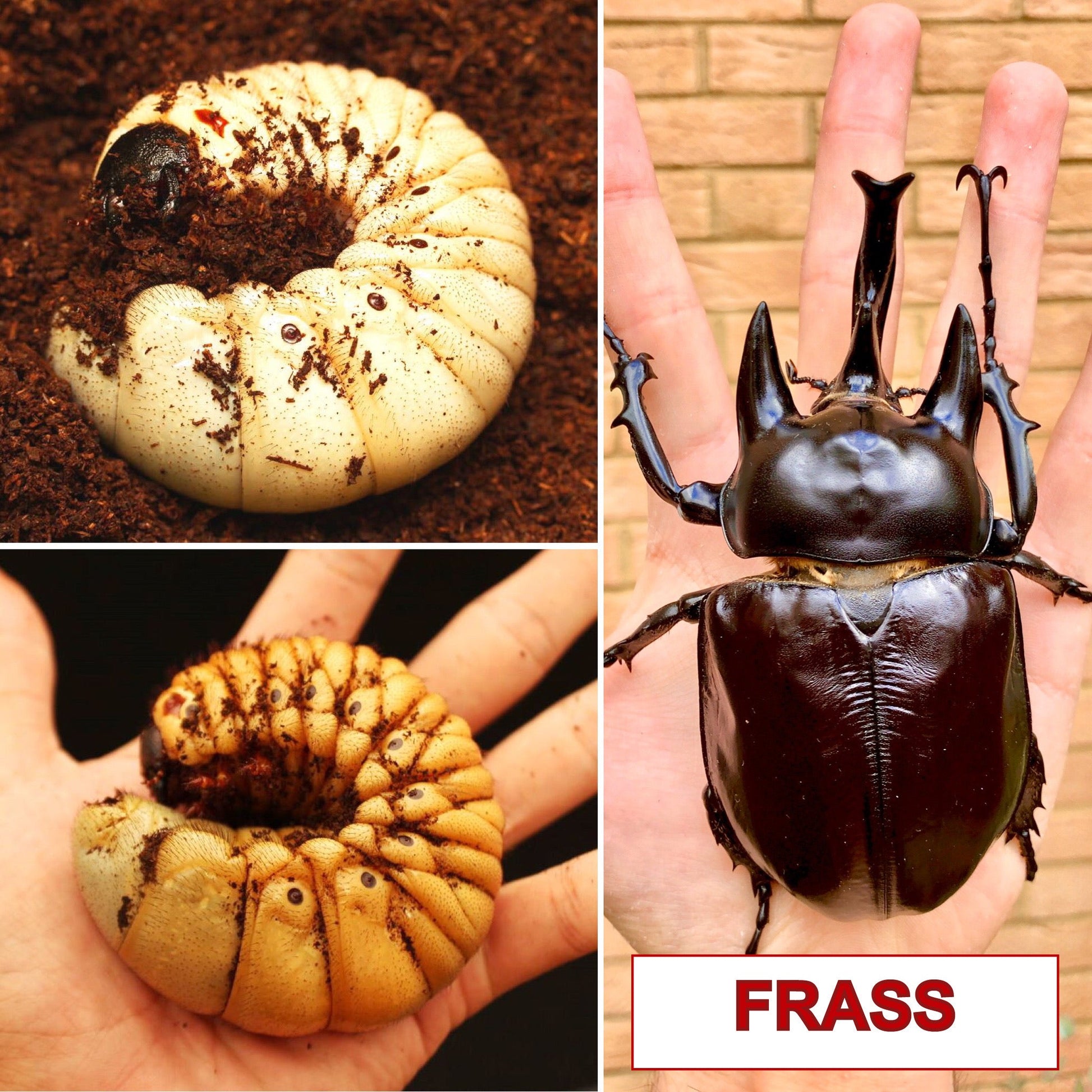 Beetle Breeding Substrate – Flake Soil Inoculant - Richard’s Inverts