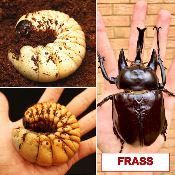 Flake Soil Beetle Inoculant For Sale | Richard's Inverts