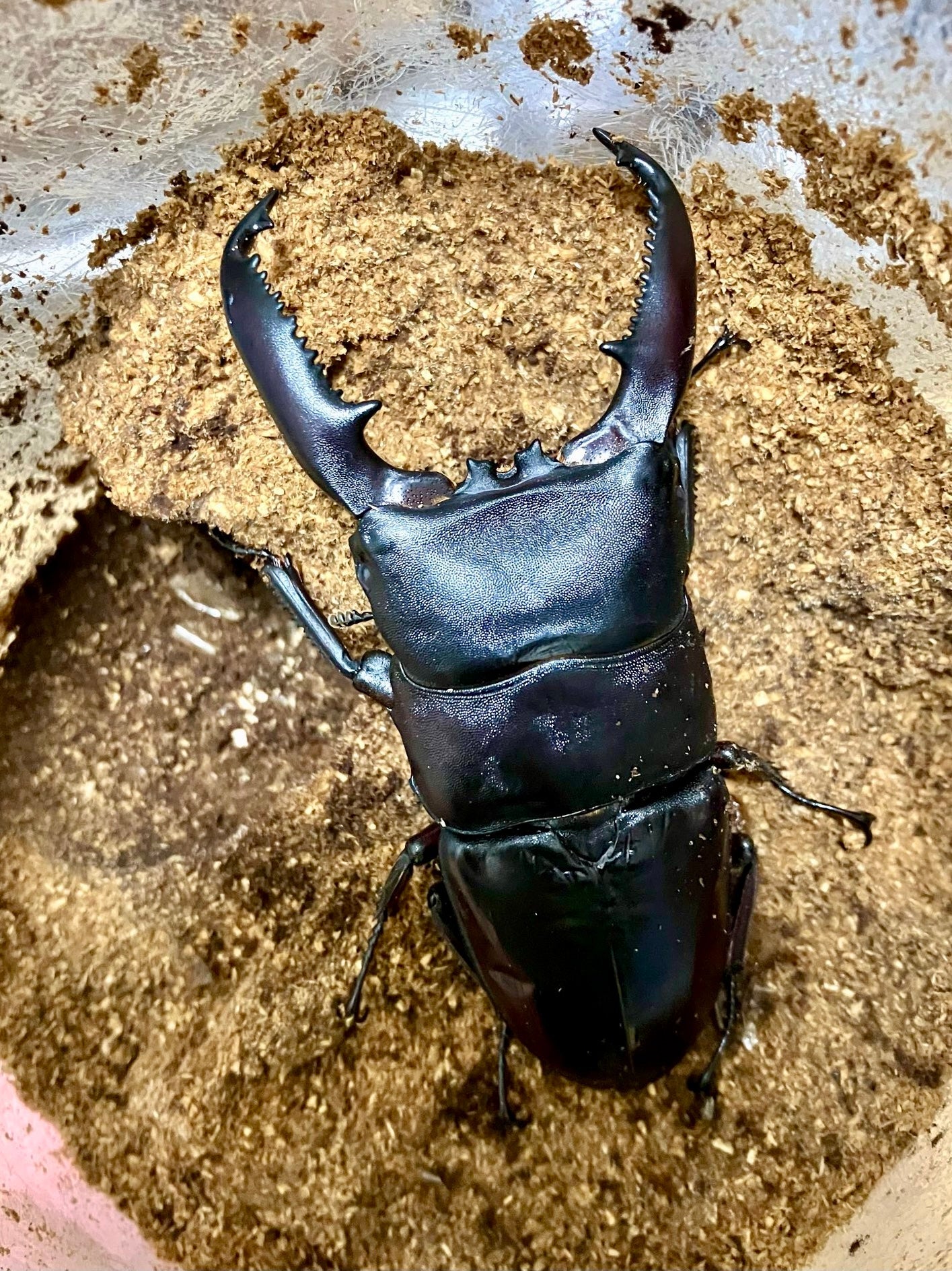 Beetle Breeding Substrate – Kinshi - Richard’s Inverts