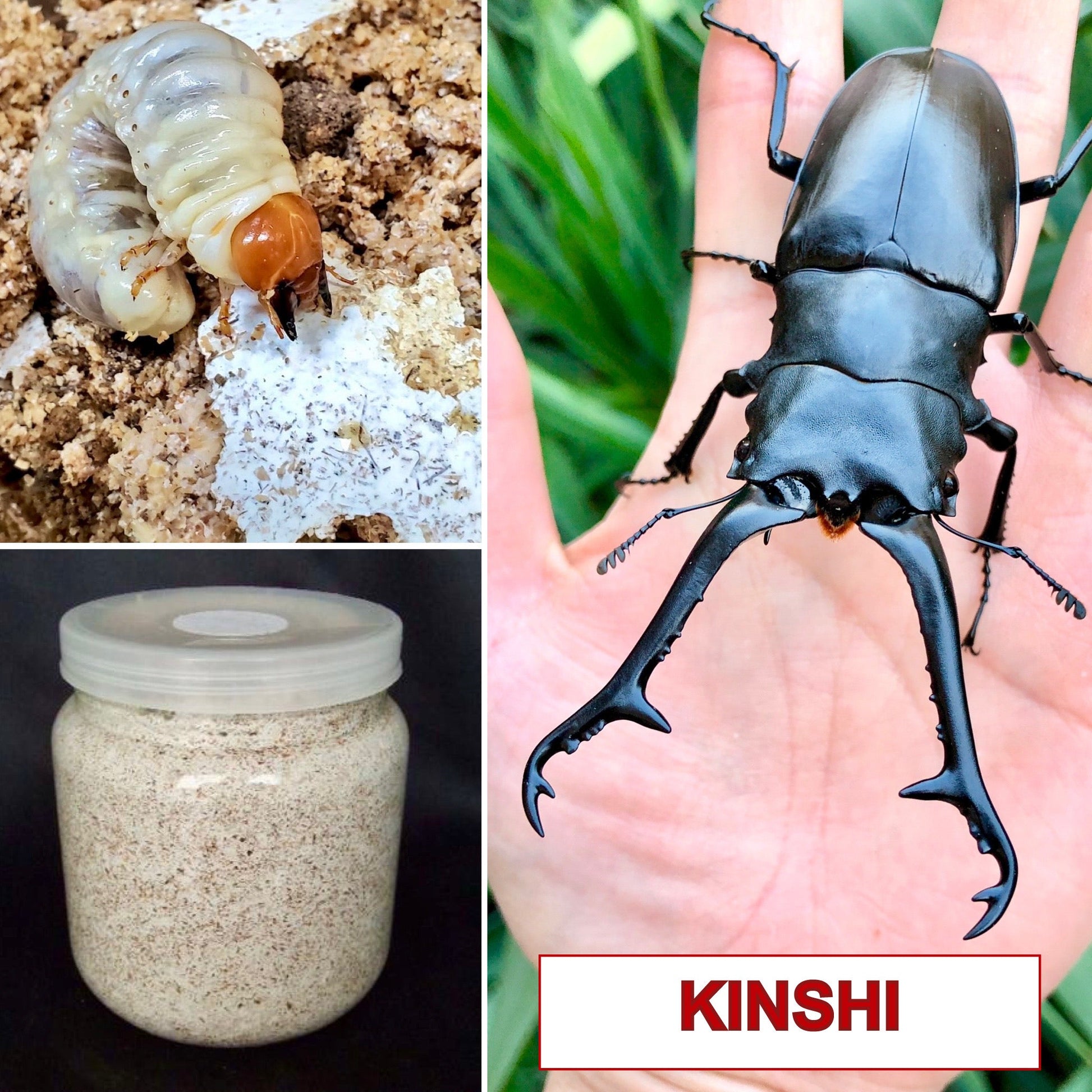 Beetle Breeding Substrate – Kinshi - Richard’s Inverts
