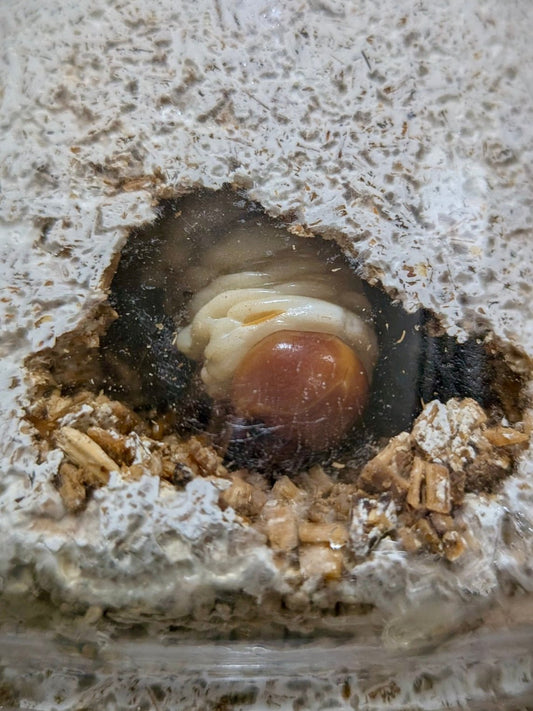 Beetle Breeding Substrate – Kinshi - Richard’s Inverts