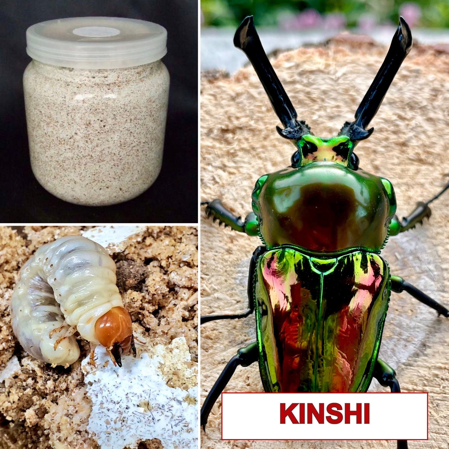 Beetle Breeding Substrate – Kinshi - Richard’s Inverts