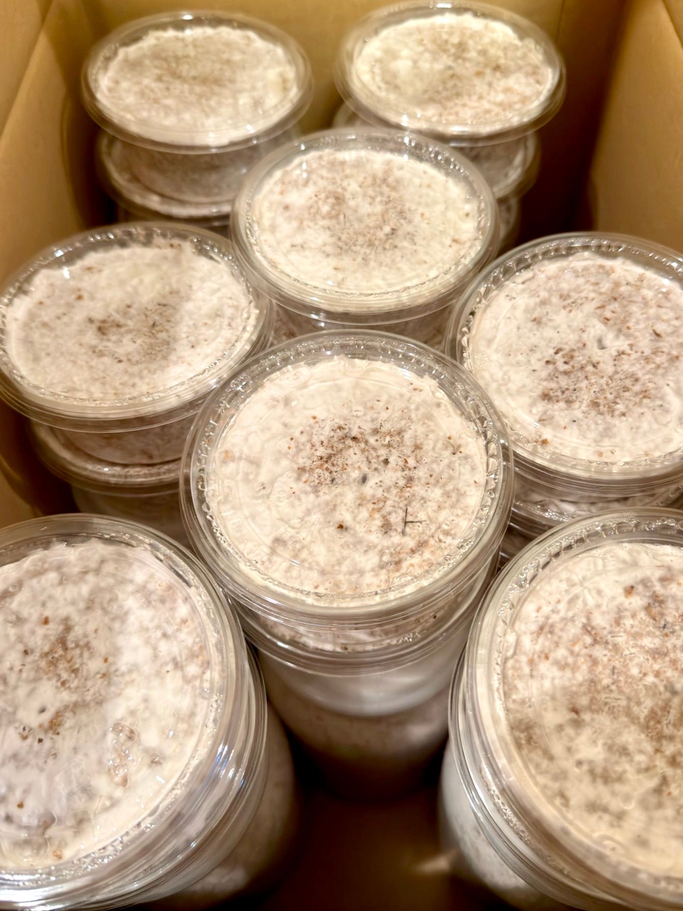 Beetle Breeding Substrate – Kinshi - Richard’s Inverts