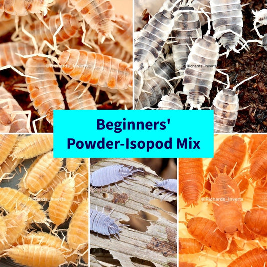 Beginners' Powder-Isopod Mix - Richard’s Inverts