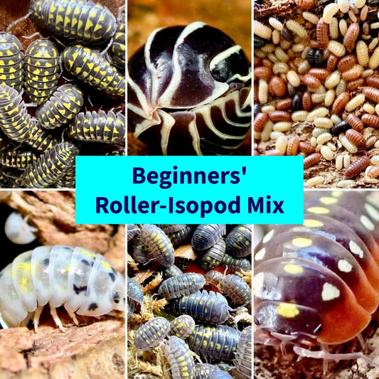 Beginners' Roller-Isopod Mix - Richard’s Inverts